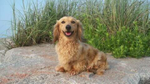 cream long haired dachshund puppies. Red English Cream Long Hair