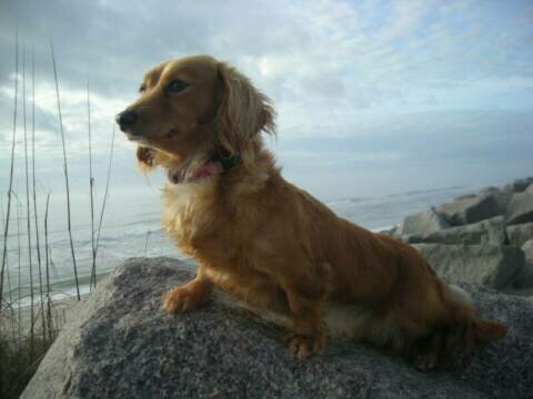 Picture of Zero - my long-haired dachshund posted in the Glasgow, KY gallery